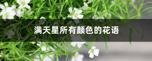 满天星花语，满天星所有颜色的花语