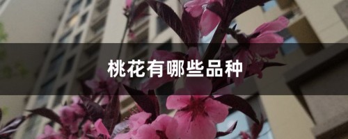 桃花有哪些品种，观赏桃花品种