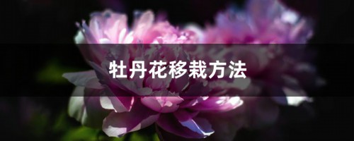 牡丹花移栽方法