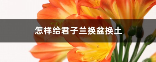 怎样给君子兰换盆换土