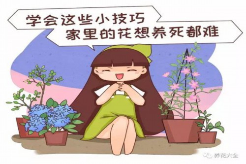 学会这20个小技巧，家里的花想养死都难！