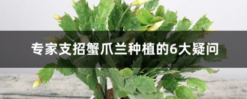 专家支招蟹爪兰种植的6大疑问