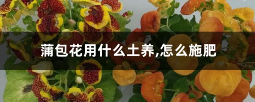 蒲包花用什么土养,怎么施肥